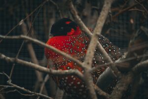 Satyr Tragopan